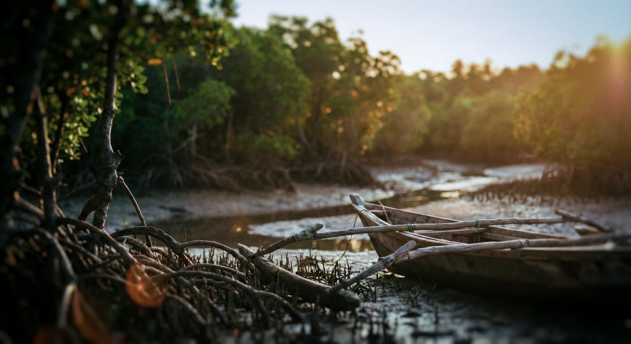 Somali Mangrove Forest