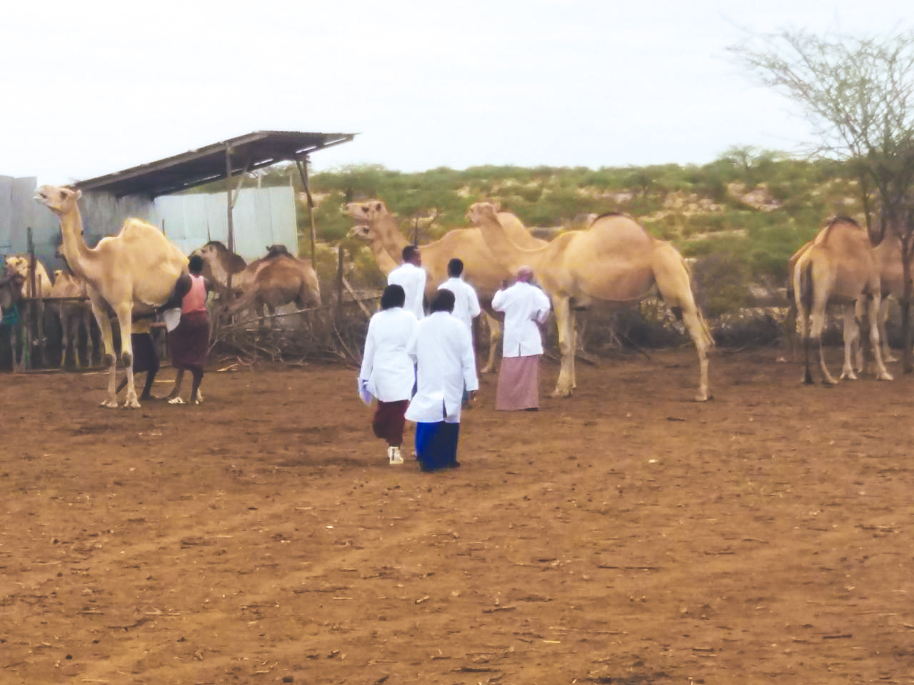 Livestock Treatment